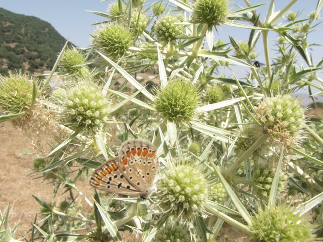 Polyommatus icarus/celina?